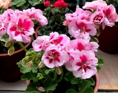 草本花有哪些种类和特点，草本花有哪些种类和名称？