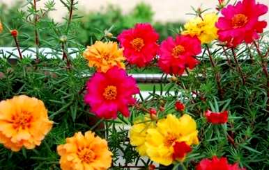 草本花有哪些种类和特点，草本花有哪些种类和名称？