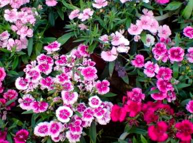 草本花有哪些种类和特点，草本花有哪些种类和名称？