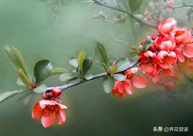乔木和灌木的区别图片，金弹子灌木和乔木的区别图片