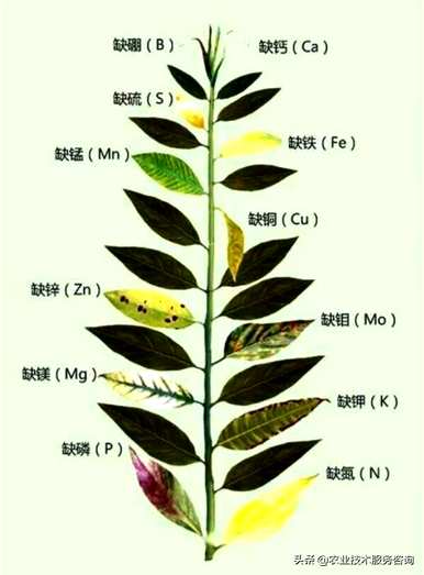 缺氮的症状和危害是什么，缺氮的症状和治疗方法是什么？