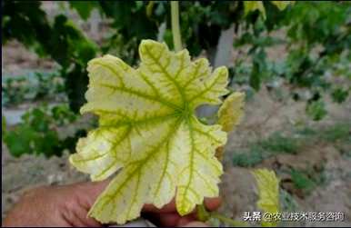 缺氮的症状和危害是什么，缺氮的症状和治疗方法是什么？