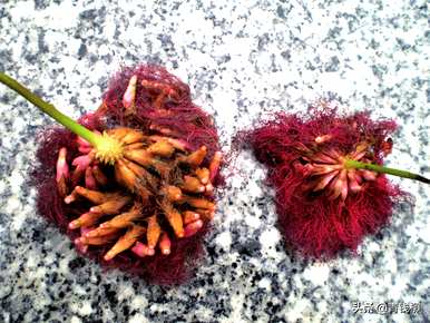 什么季节开绒球花，什么时候开绒球花？