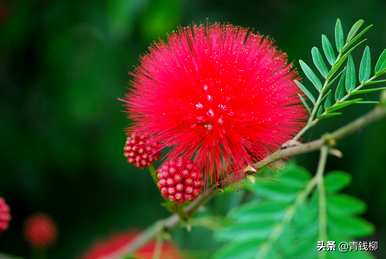 什么季节开绒球花，什么时候开绒球花？