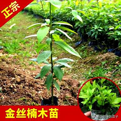 金丝楠木苗怎么样，金丝楠木苗怎么样？