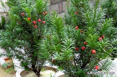 裸子植物有花有果吗？裸子植物有花有果吗？