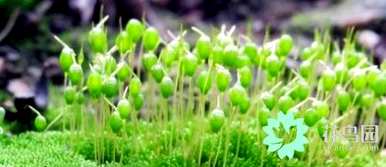 苔藓长不高的原因是苔藓植物长不高