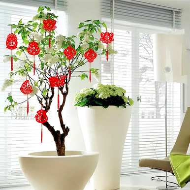家里养哪三种花最好？养这10种花越干净。