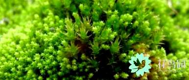 苔藓长不高的原因是苔藓植物长不高