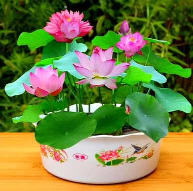 家里养哪三种花最好？养这10种花越干净。