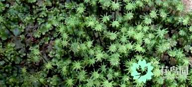 苔藓长不高的原因是苔藓植物长不高
