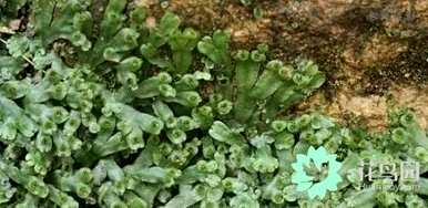 苔藓长不高的原因是苔藓植物长不高
