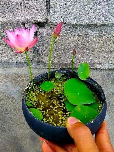家里养哪三种花最好？养这10种花越干净。