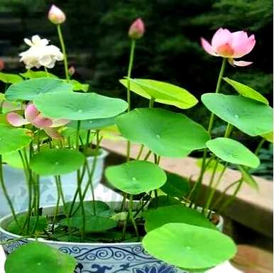 家里养哪三种花最好？养这10种花越干净。