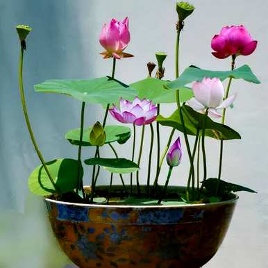 家里养哪三种花最好？养这10种花越干净。