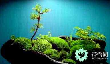 苔藓长不高的原因是苔藓植物长不高