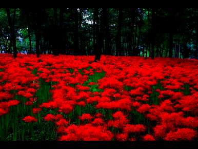 家里养哪三种花最好？养这10种花越干净。