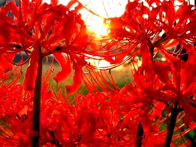家里养哪三种花最好？养这10种花越干净。