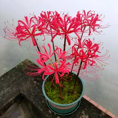 家里养哪三种花最好？养这10种花越干净。