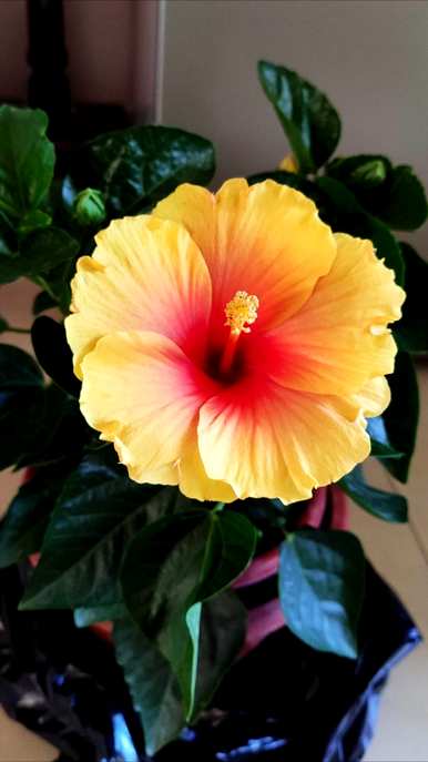 家里养哪三种花最好？养这10种花越干净。