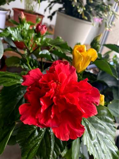 家里养哪三种花最好？养这10种花越干净。