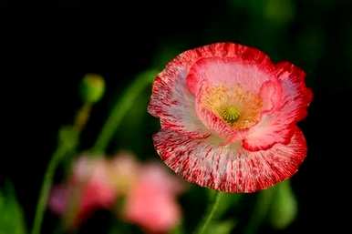 家里养哪三种花最好？养这10种花越干净。