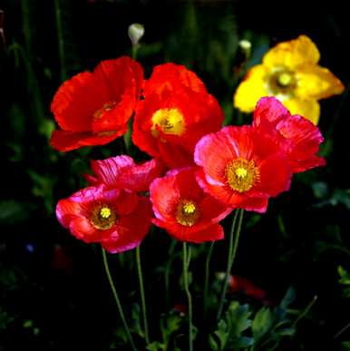 家里养哪三种花最好？养这10种花越干净。
