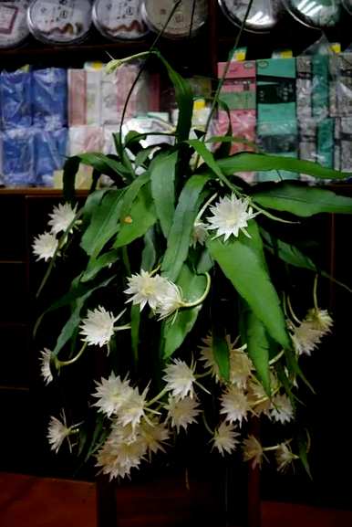 家里养哪三种花最好？养这10种花越干净。