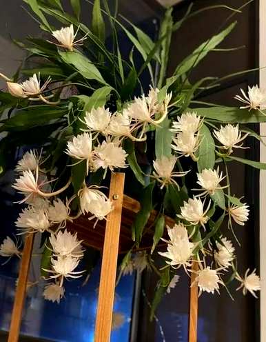 家里养哪三种花最好？养这10种花越干净。