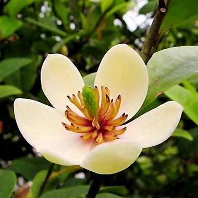 家里养哪三种花最好？养这10种花越干净。