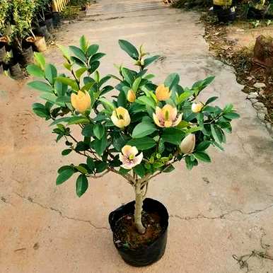 家里养哪三种花最好？养这10种花越干净。