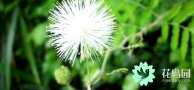种子植物又分为哪两种，种子植物分为哪两种？