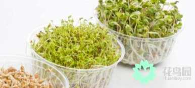 种子植物又分为哪两种，种子植物分为哪两种？