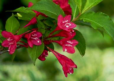 锦带花怎么养殖？锦带花能在室内养吗？