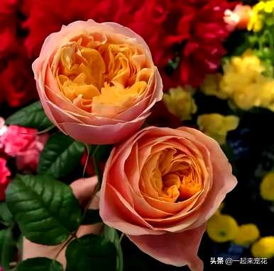 最好的大花玫瑰品种是什么，丰花大花浓香灌木玫瑰经典品种