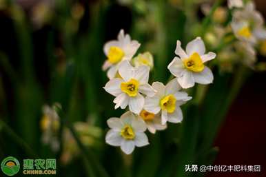水仙花的养殖方法和注意事项，水仙花的养殖方法和注意事项