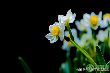 水仙花的养殖方法和注意事项，水仙花的养殖方法和注意事项