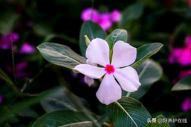 不同颜色的长春花能种一盆吗？长春花有多少种颜色？