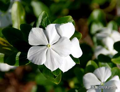 不同颜色的长春花能种一盆吗？长春花有多少种颜色？