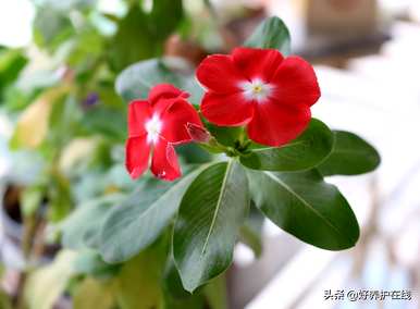 不同颜色的长春花能种一盆吗？长春花有多少种颜色？