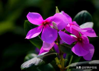 不同颜色的长春花能种一盆吗？长春花有多少种颜色？
