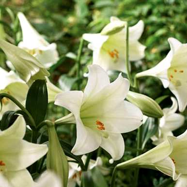 百合花的颜色特征，百合花的颜色是什么？