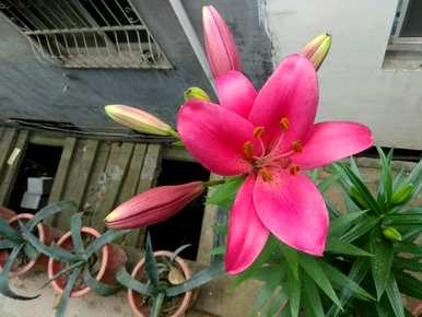 百合花的颜色特征，百合花的颜色是什么？