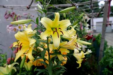 百合花的颜色特征，百合花的颜色是什么？