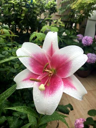 百合花的颜色特征，百合花的颜色是什么？