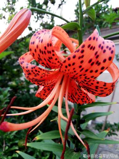 百合花的颜色特征，百合花的颜色是什么？