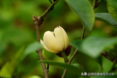 含笑花语是什么意思？玉兔葵和含笑花语