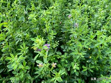 绱\，如何种植紫花苜蓿种子？如何种植紫花苜蓿种子