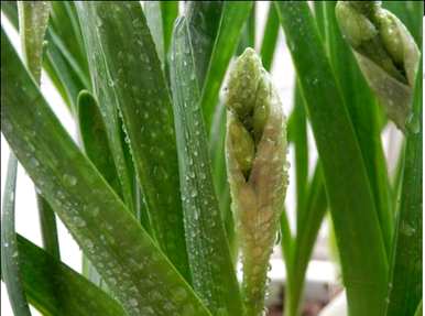 如何发芽水仙花种子，如何饲养水仙花种子