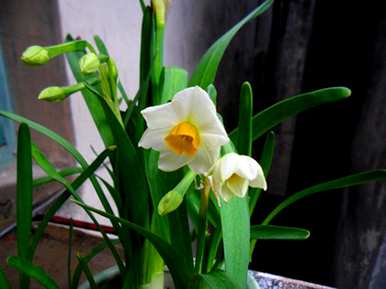 如何发芽水仙花种子，如何饲养水仙花种子